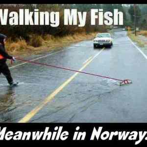 Obrázek 'walking my fish'