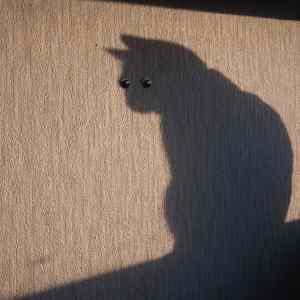Obrázek 'wall cat'