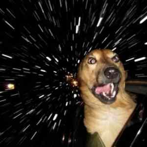 Obrázek 'warp speed dog'
