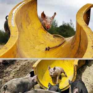 Obrázek 'water slide for pigs'