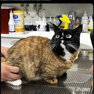 Obrázek 'we&nbsp;call&nbsp;him&nbsp;Leftover'