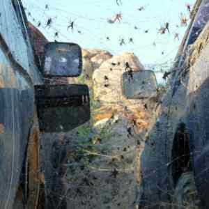Obrázek 'web of death'