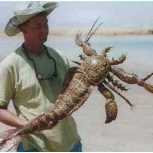 Obrázek 'weird&nbsp;crustacean'
