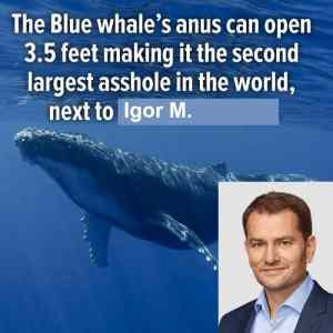 Obrázek 'whale fakt'