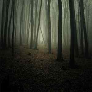 Obrázek 'when you see it - forest'