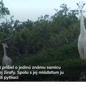 Obrázek 'white&nbsp;genom&nbsp;cajt'