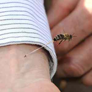 Obrázek 'xBee sting - 29-06-2012'