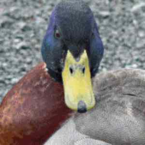 Obrázek 'xDifferent kinds of ducks'
