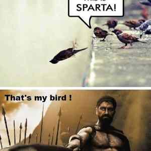 Obrázek 'xThis is Sparta - 14-05-2012'