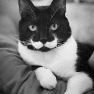 Obrázek 'yes monsieur'