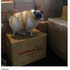 Obrázek 'your-sheep-looks-con '