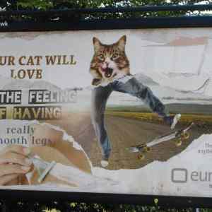 Obrázek 'your cat will love'