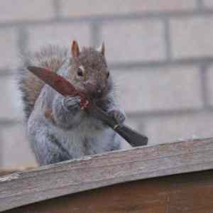 Obrázek 'yure next'