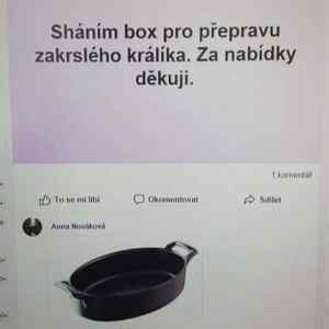 Obrázek 'zakrsly kralik'