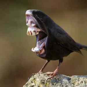 Obrázek 'zralec&nbsp;1'