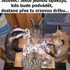 Obrázek 'zrzava drzka'