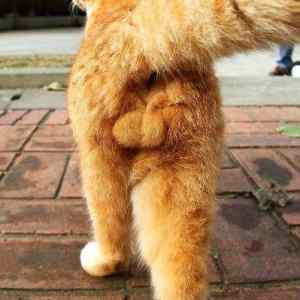 Obrázek 'zviera m Tumblr l 172919602901482'