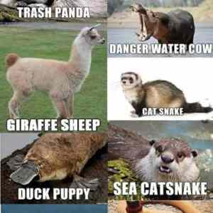 Obrázek 'zvirata english'