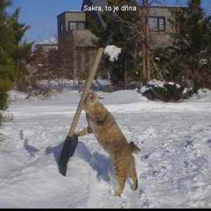 Obrázek 'zviratka v akci 03'