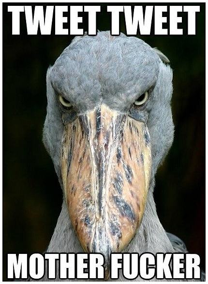 Obrázek -A real angry bird-      22.10.2012