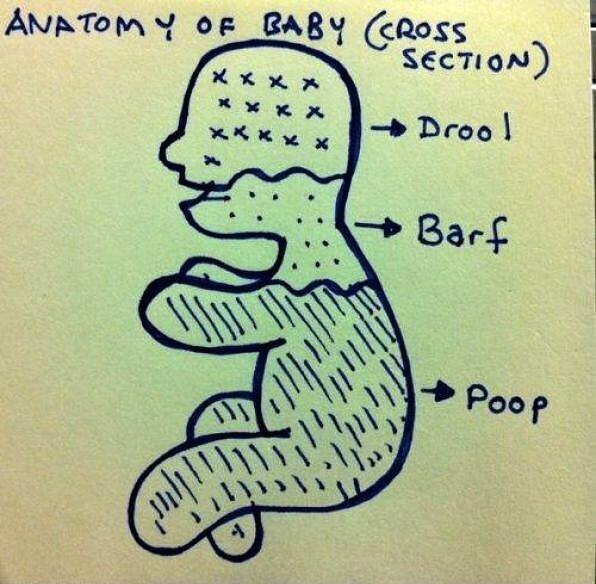 Obrázek -Anatomy Of Baby-