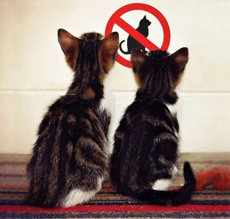 Obrázek -Cat sign-