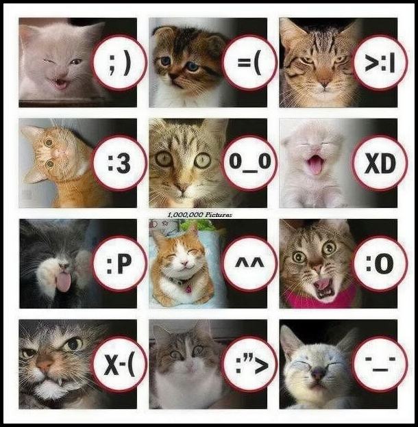 Obrázek -Cats emotions-      13.11.2012