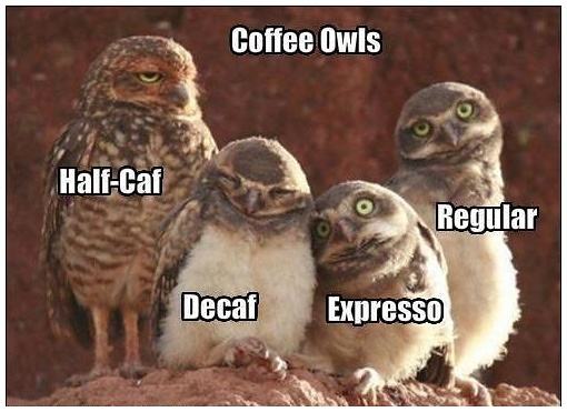 Obrázek -Coffee owls-      01.10.2012
