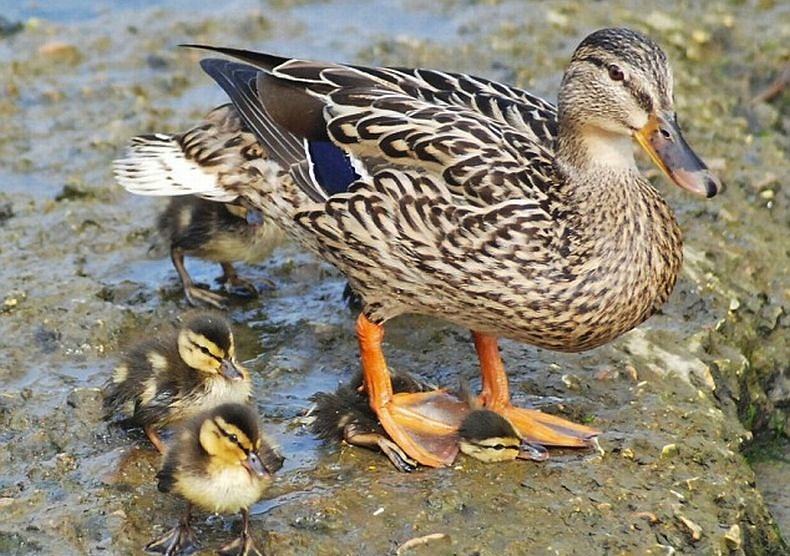 Obrázek -Ducks are great mothers-      24.09.2012