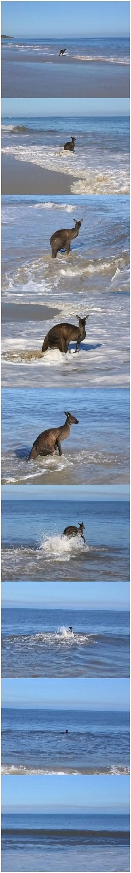 Obrázek -Kangaroo sets off on a voyage-      27.10.2012