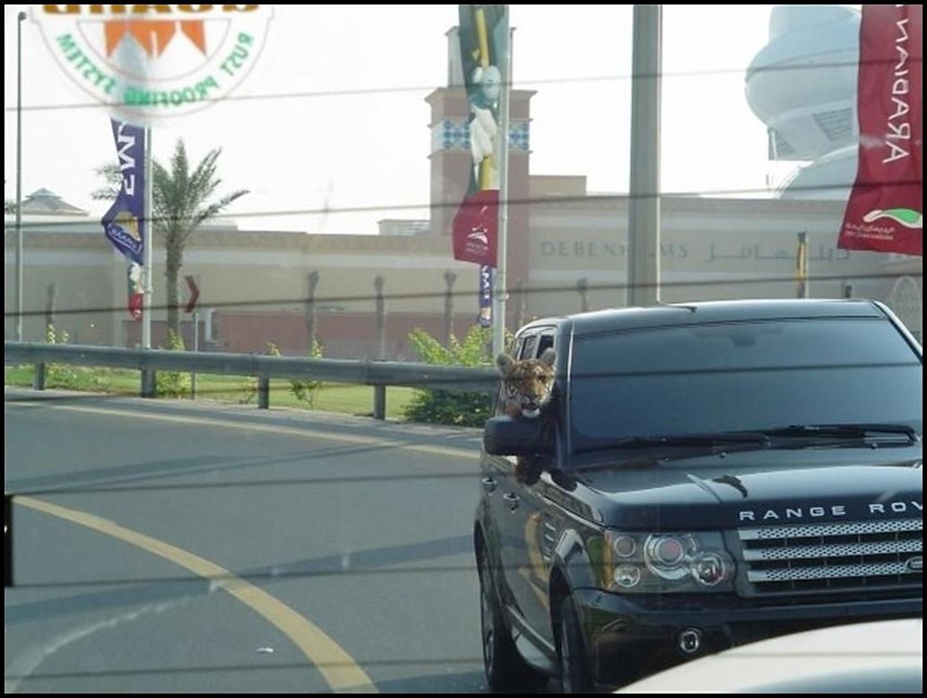 Obrázek -Meanwhile in Katar-      18.10.2012