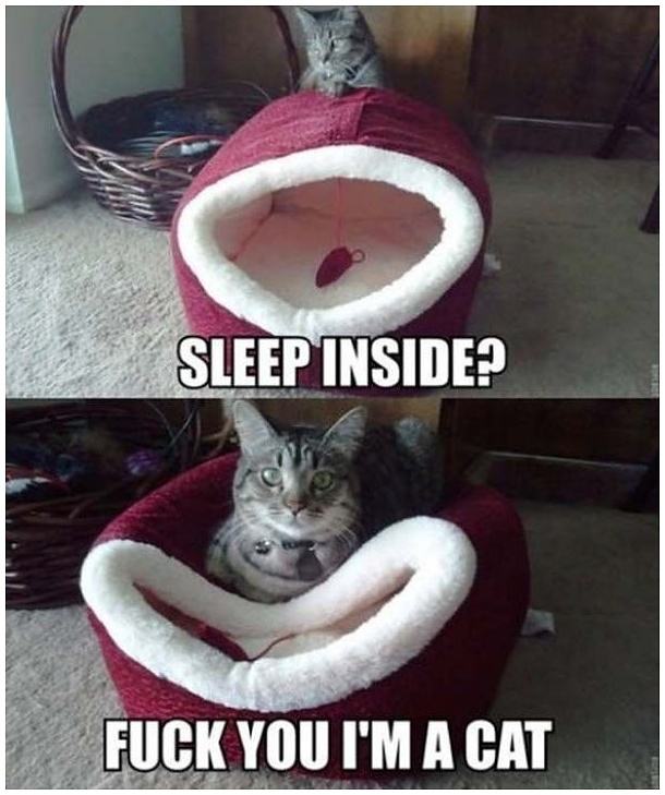 Obrázek -New Cat Bed-      22.10.2012
