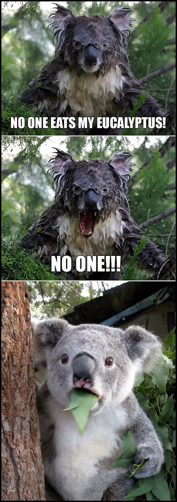 Obrázek -No one eats my eucalyptus-      17.12.2012