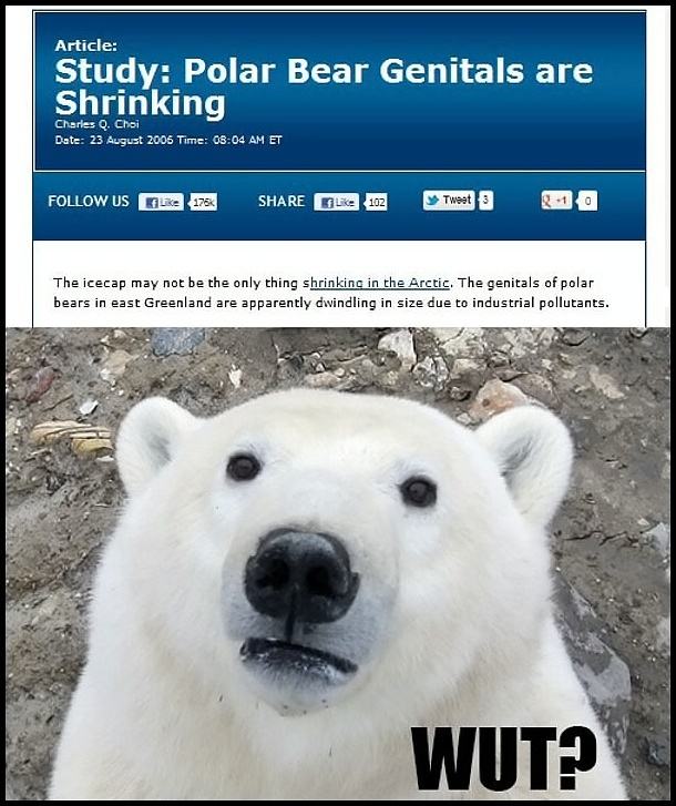 Obrázek -Polar bears-      09.12.2012