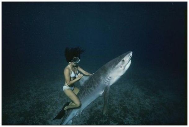 Obrázek -Shark Rider-      01.10.2012