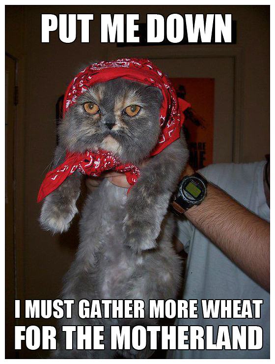 Obrázek -Soviet cat is not amused-      27.09.2012