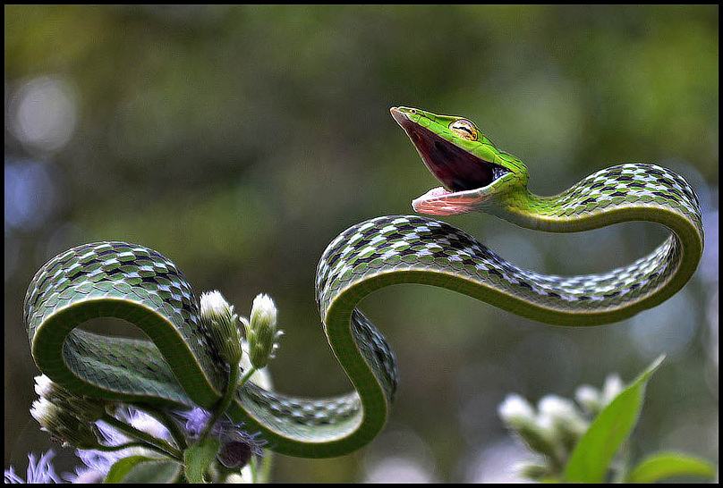 Obrázek -The stunning Green vine snake-      19.10.2012