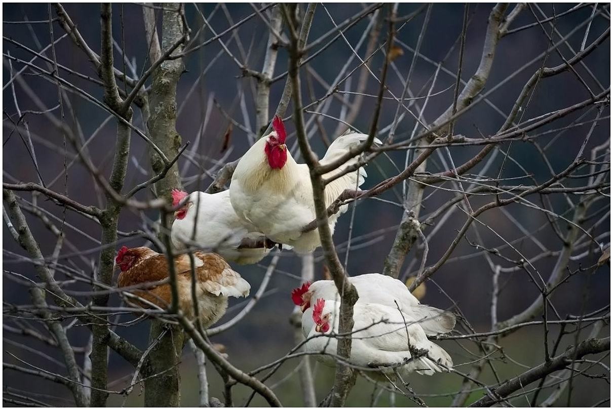 Obrázek -Wild Birds-      29.11.2012