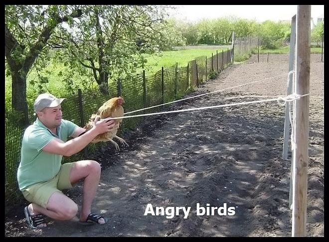 Obrázek - Angry birds -      13.06.2013