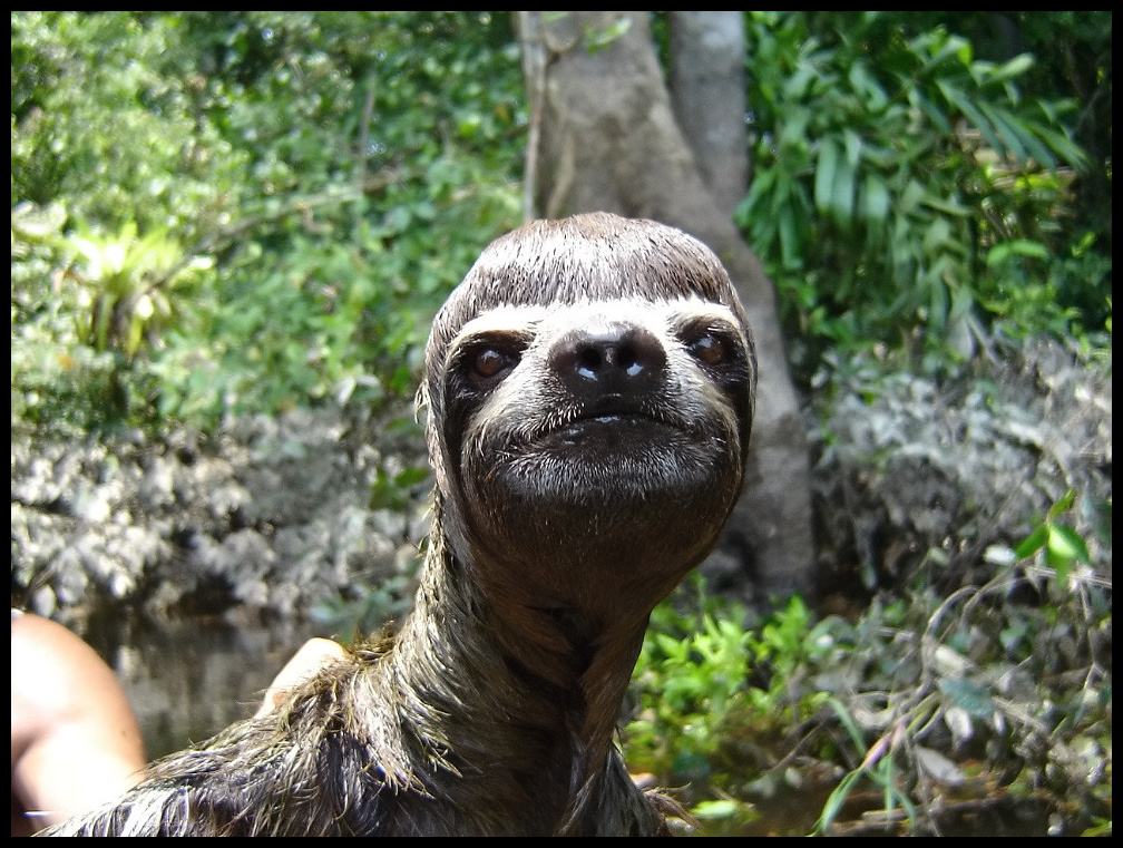 Obrázek - Best sloth picture -      18.02.2013