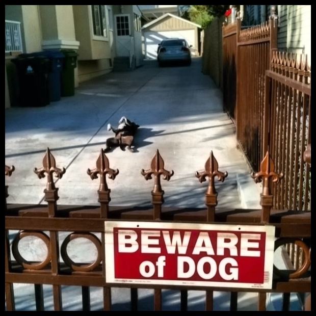 Obrázek - Beware of Dog -      28.02.2013