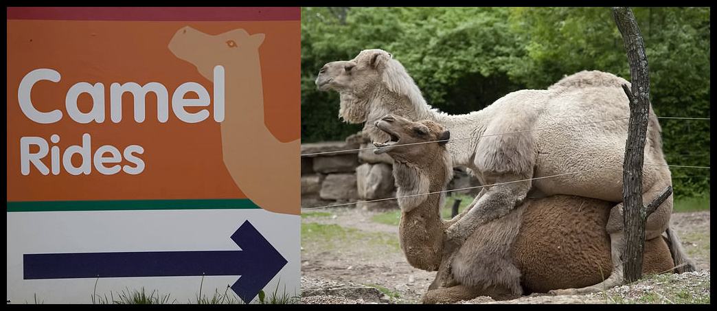 Obrázek - Camel rides -      14.02.2013