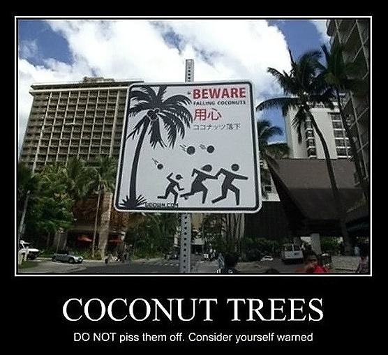 Obrázek - Coconut trees funny -      11.03.2013