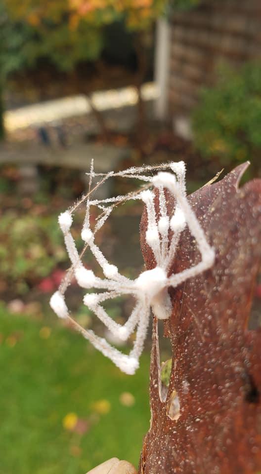 Obrázek -&nbsp;Cordyceps&nbsp;bassiana&nbsp;-&nbsp;asi&nbsp;-