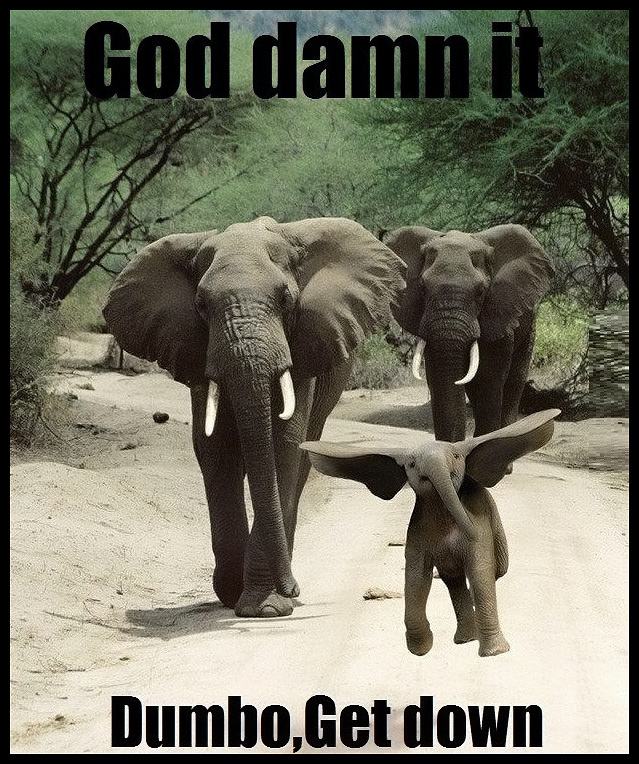 Obrázek - Dumbo the flying elephant -      27.02.2013