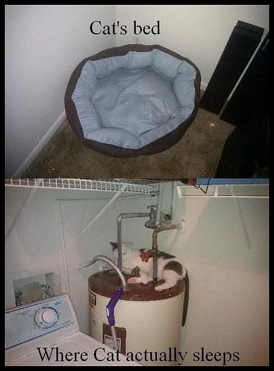 Obrázek - Funny pics cat logic -      03.03.2013