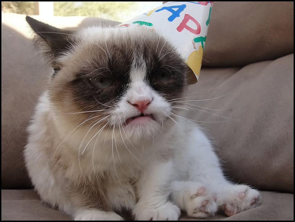 Obrázek - Grumpy cat hates birthdays -      17.01.2013