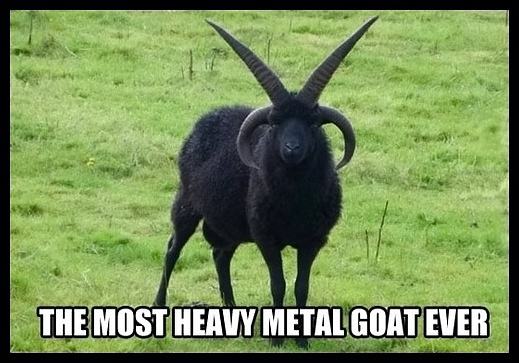 Obrázek - Heavy metal goat -      20.03.2013
