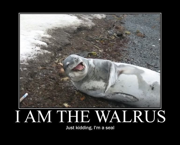 Obrázek - I am Walrus -      25.03.2013