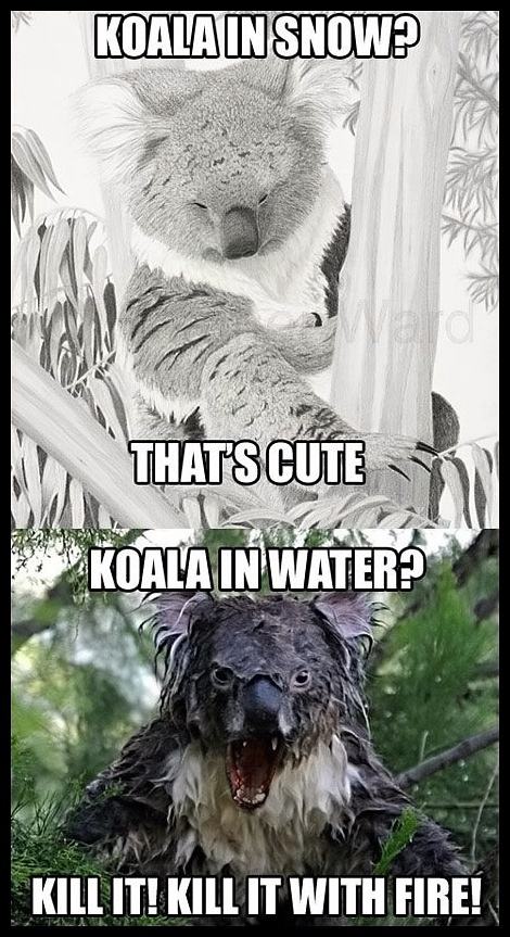 Obrázek - Koalas in water -      26.05.2013